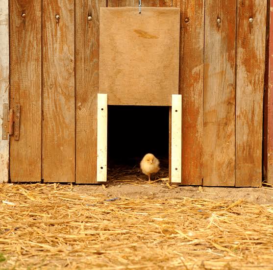 Image result for time based  chicken automatic door"